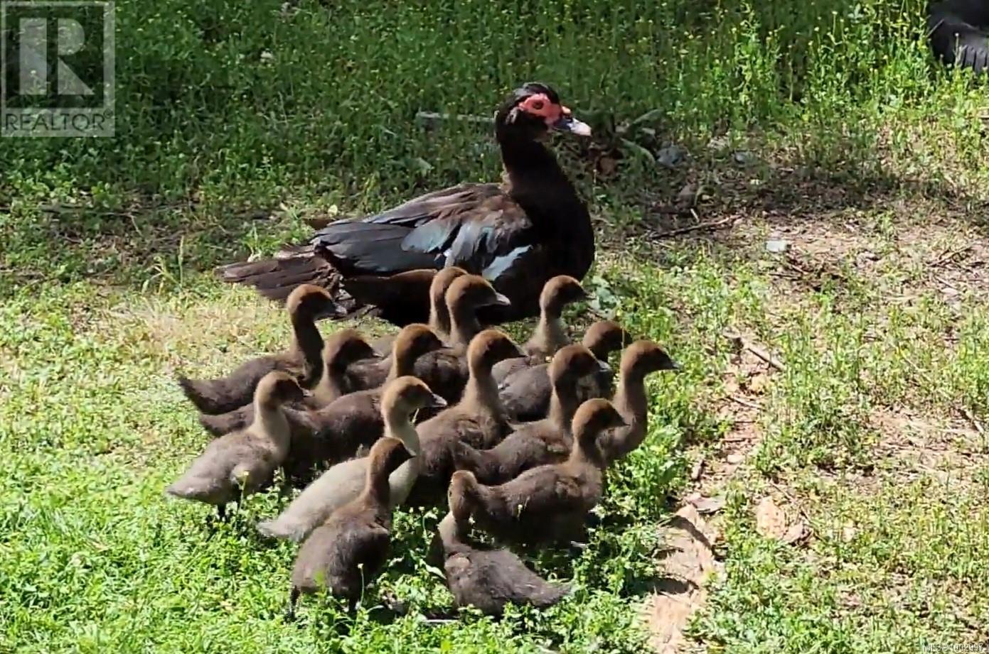 1075 Spider Lake Rd, Qualicum Beach, British Columbia  V9K 2L7 - Photo 28 - 1002997