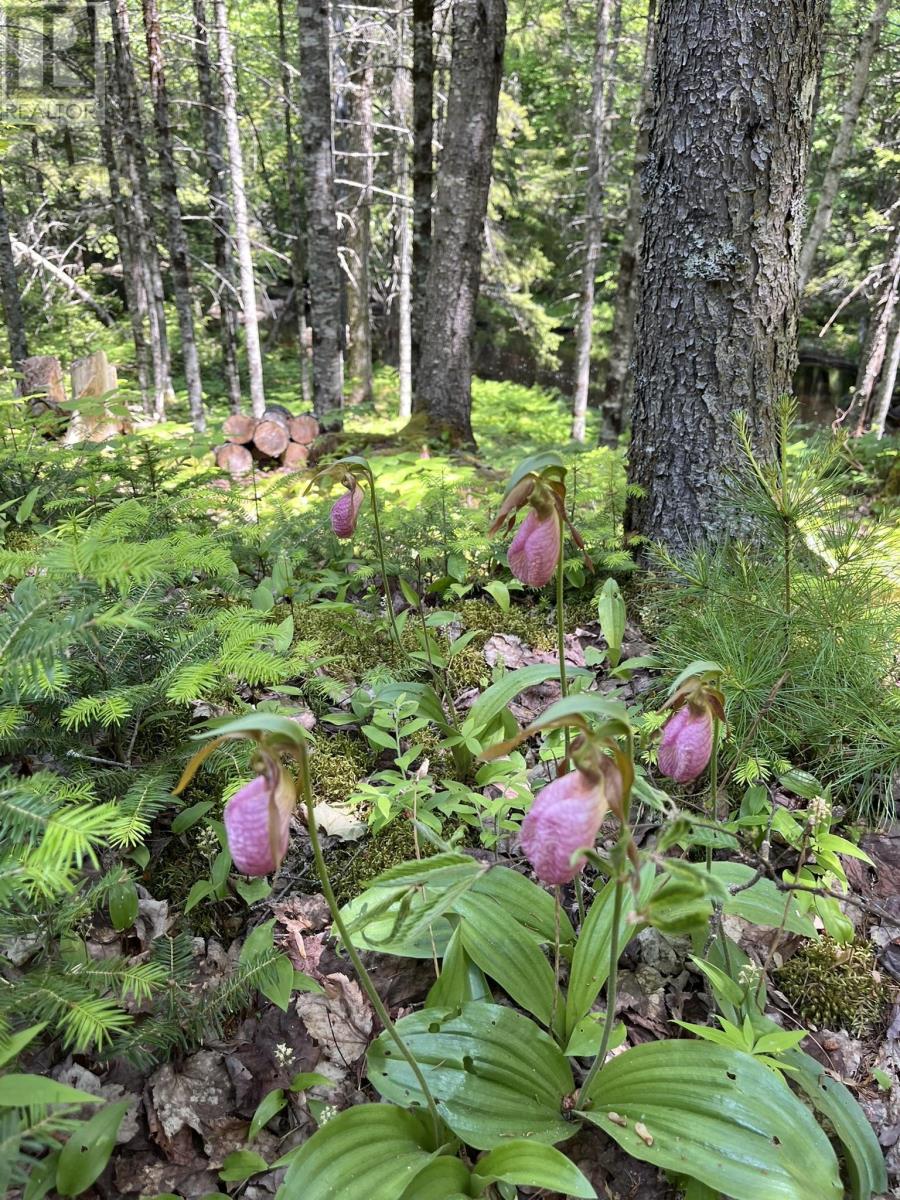 Lot 60 Pioneer Drive, Vaughan, Nova Scotia  B0N 1T0 - Photo 28 - 202510506