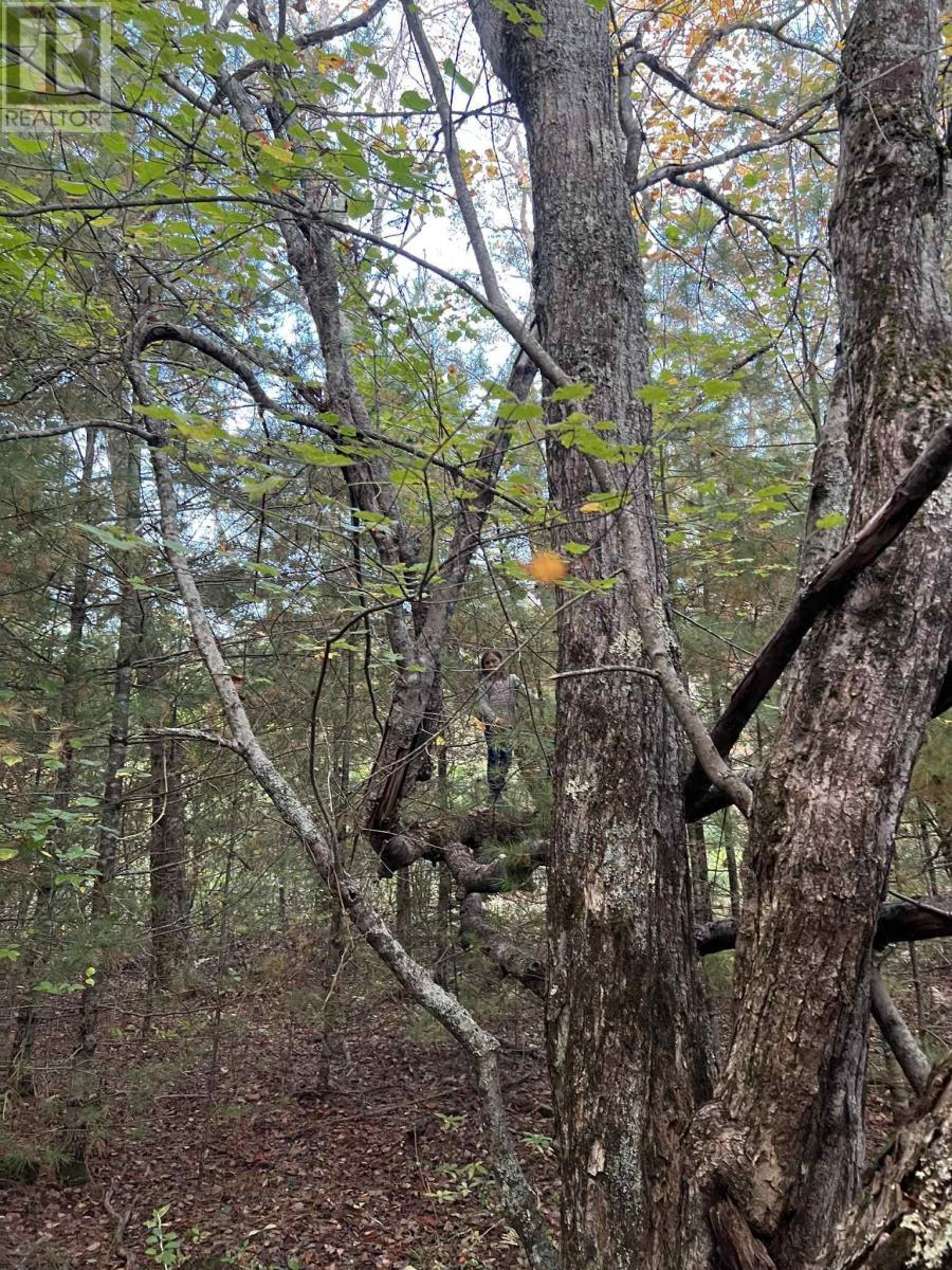 Wild Pear Island, Milton, Nova Scotia  B0T 1P0 - Photo 11 - 202514685