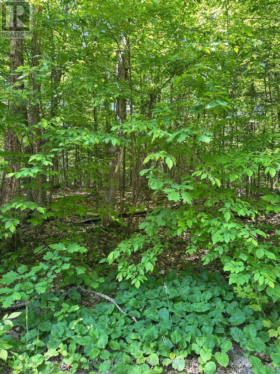 1527 Madill Road, Highlands East (Monmouth), Ontario  K0M 1R0 - Photo 16 - X12214957