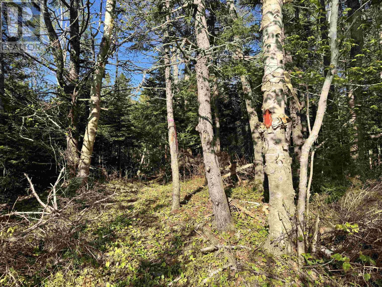 24-1 Forest Drive Extension, Pictou, Nova Scotia  B0K 1H0 - Photo 1 - 202512064