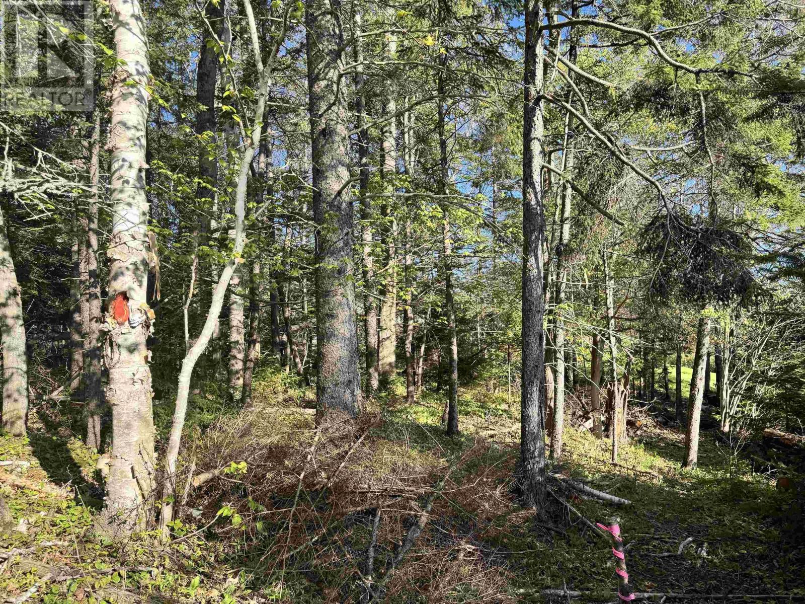 24-2 Forest Drive Extension, Pictou, Nova Scotia  B0K 1H0 - Photo 4 - 202512060