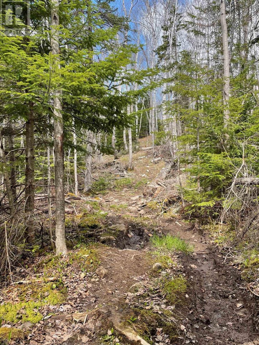 6f 00 Campbell Road, Balls Creek, Nova Scotia  B2X 4M1 - Photo 12 - 202515649