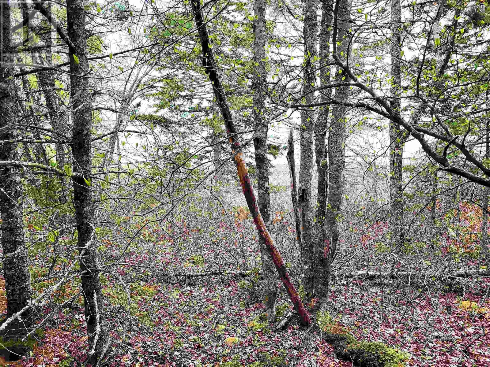 Lot Hirtle Road, Voglers Cove, Nova Scotia  B0J 2H0 - Photo 12 - 202417604