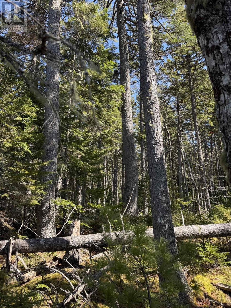 Lot 15 Bridge Road, Forties, Nova Scotia  B0J 2M0 - Photo 15 - 202506715