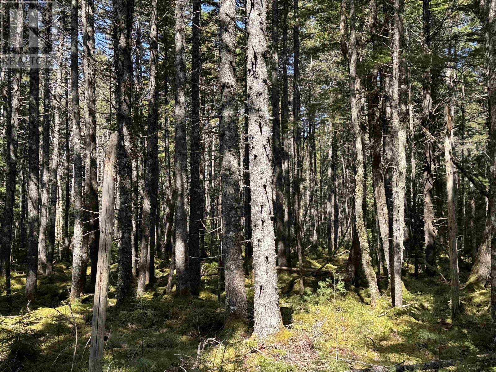 Lot 15 Bridge Road, Forties, Nova Scotia  B0J 2M0 - Photo 4 - 202506715