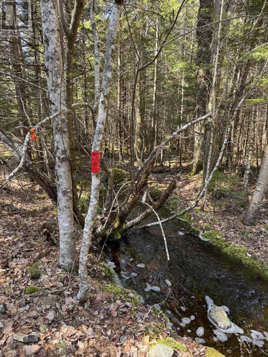 Lot 15 Bridge Road, Forties, Nova Scotia  B0J 2M0 - Photo 6 - 202506715