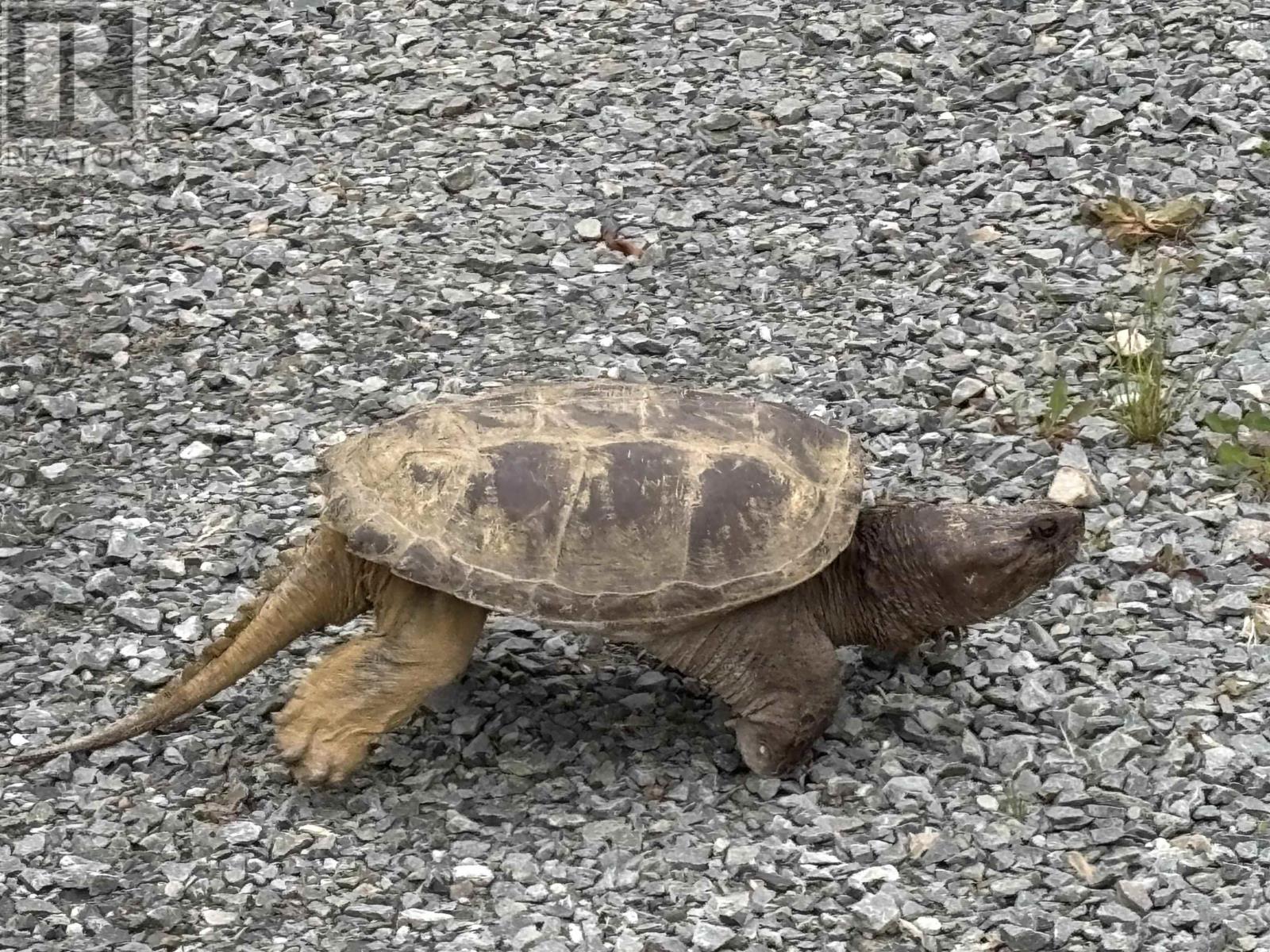 Lot 5-23 Huber Road, Camperdown, Nova Scotia  B4V 6T6 - Photo 16 - 202515481