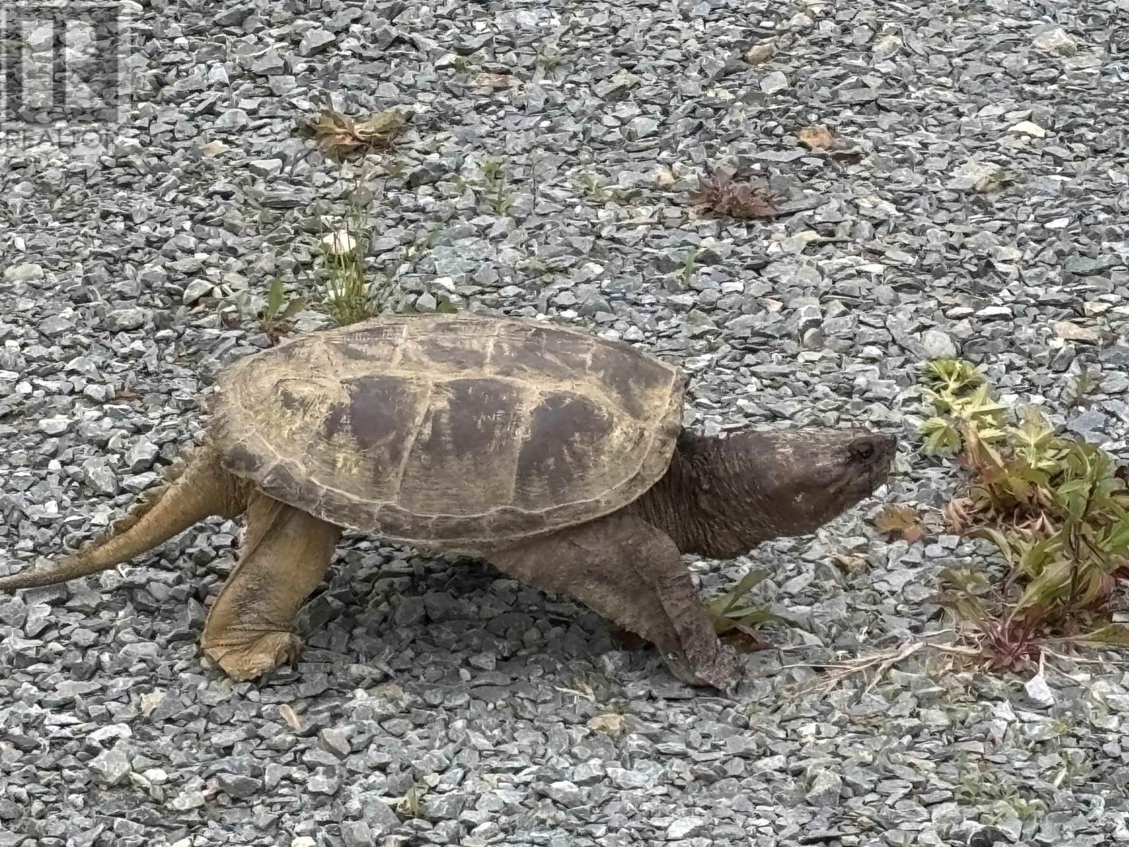 Lot 5-23 Huber Road, Camperdown, Nova Scotia  B4V 6T6 - Photo 17 - 202515481