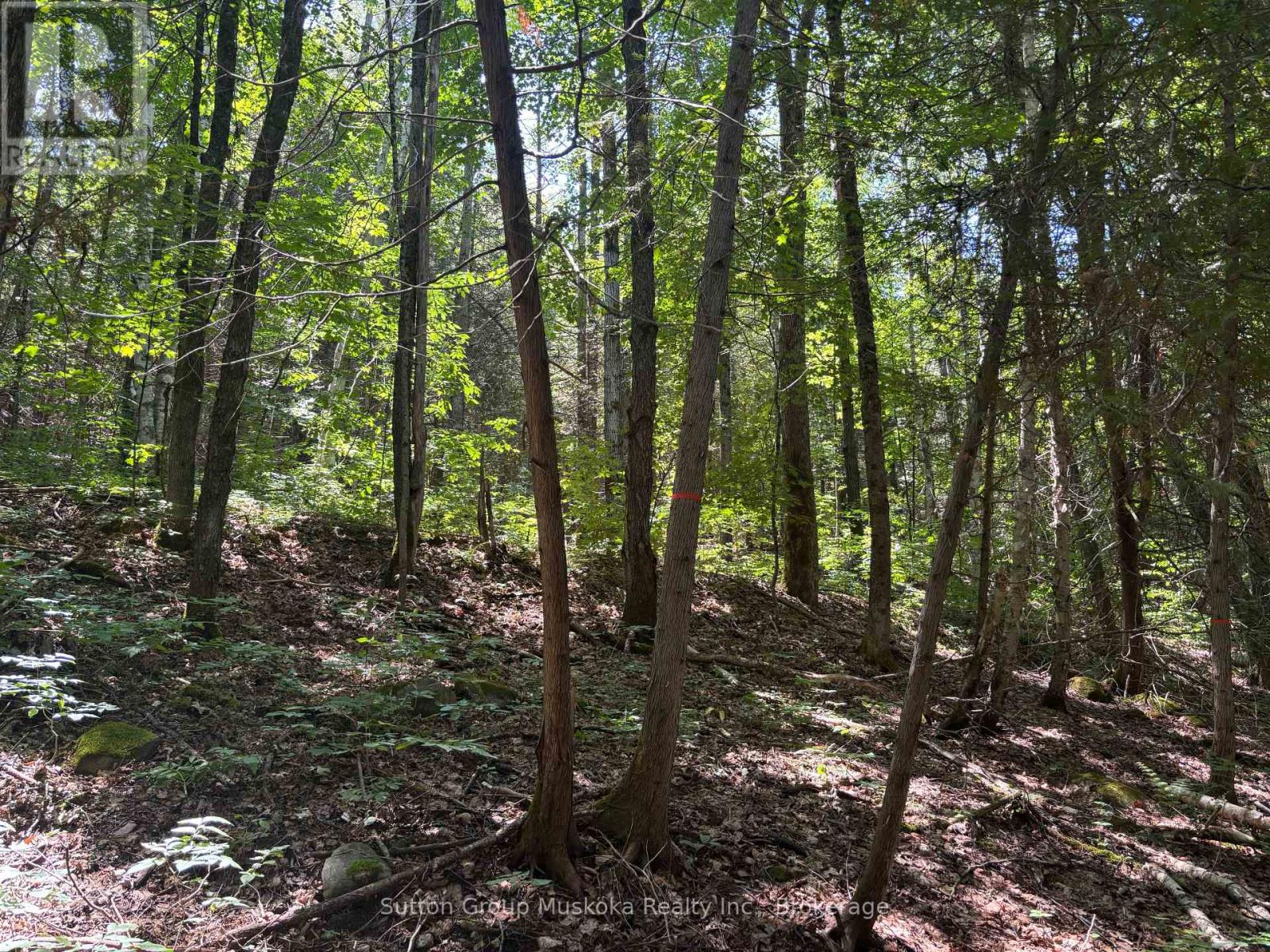 0 Rosseau Lake Rd. 1 Road, Muskoka Lakes (Watt), Ontario  P0B 1M0 - Photo 4 - X12250641