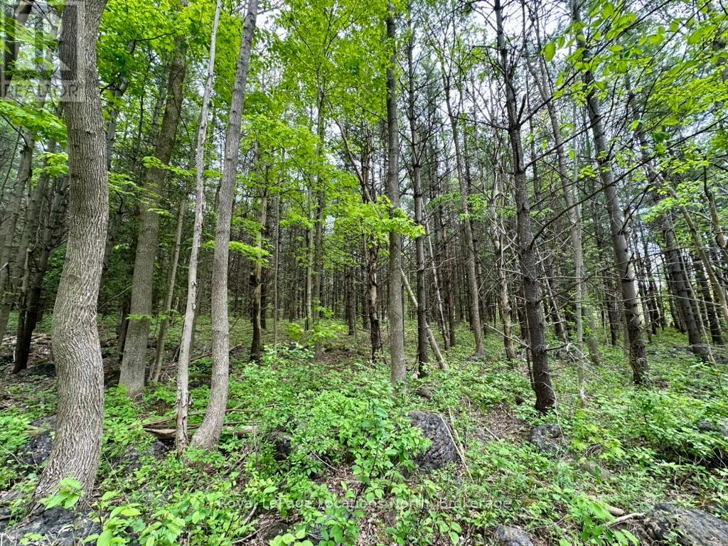 777215 Highway 10, Chatsworth, Ontario  N0H 1R0 - Photo 29 - X12251361