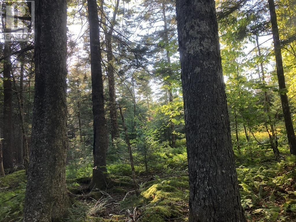 Acreage No 101 Highway, Ardoise, Nova Scotia  B0N 1L0 - Photo 14 - 202516163