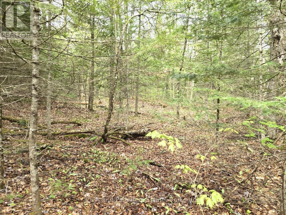 Part 7 Echo Ridge Road, Kearney, Ontario  P0A 1M0 - Photo 14 - X12156747