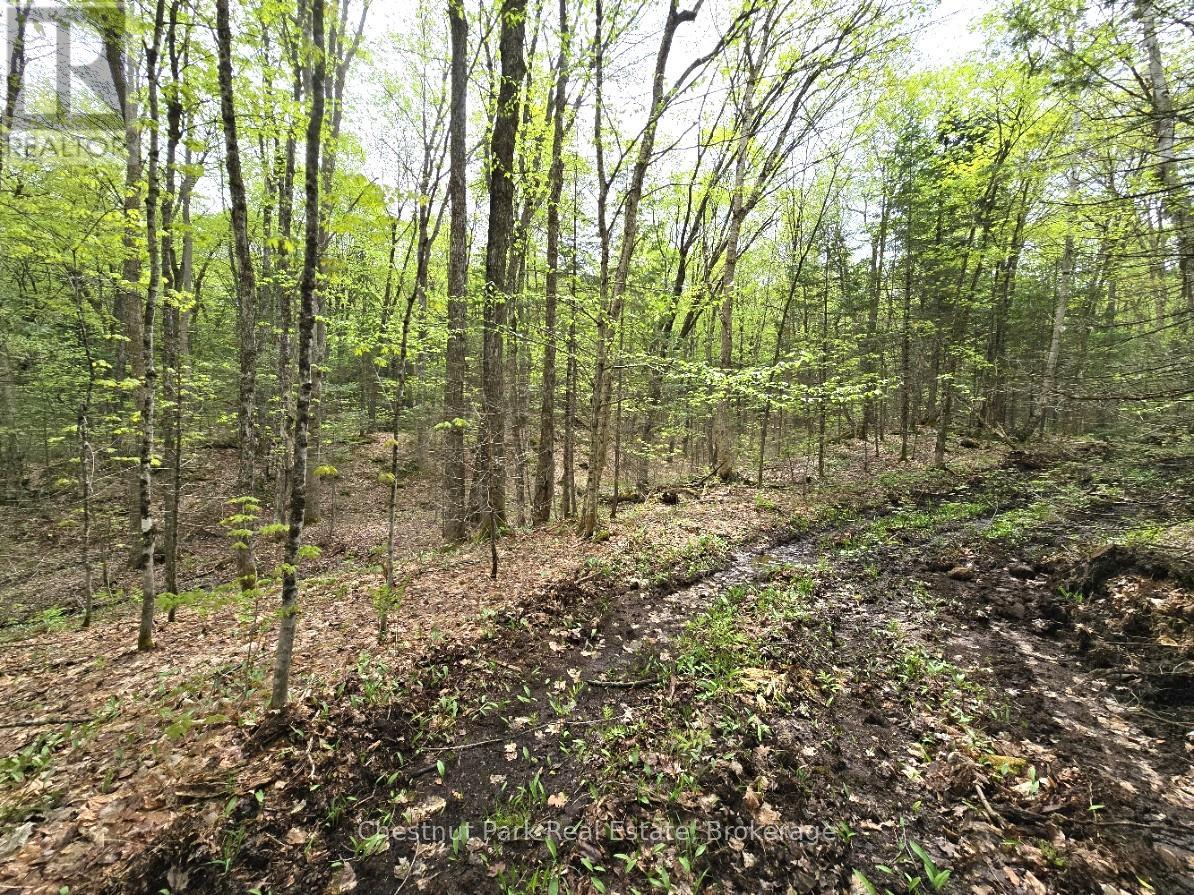Part 7 Echo Ridge Road, Kearney, Ontario  P0A 1M0 - Photo 17 - X12156747