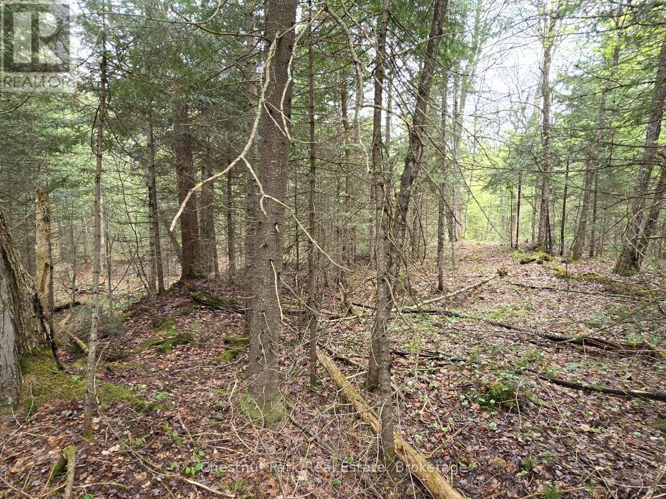 Part 4 Echo Ridge Road, Kearney, Ontario  P0A 1M0 - Photo 11 - X12156751