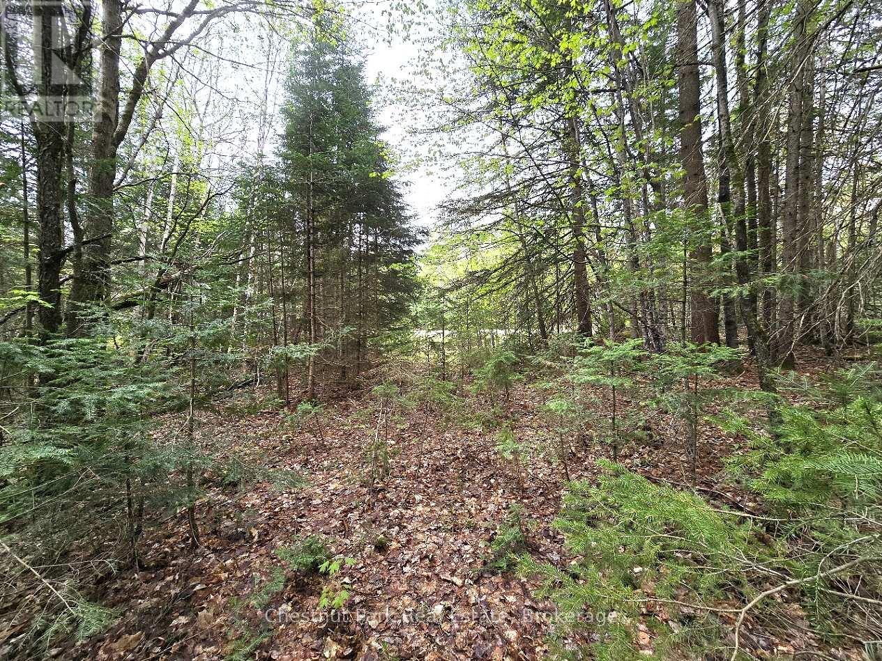 Part 4 Echo Ridge Road, Kearney, Ontario  P0A 1M0 - Photo 35 - X12156751