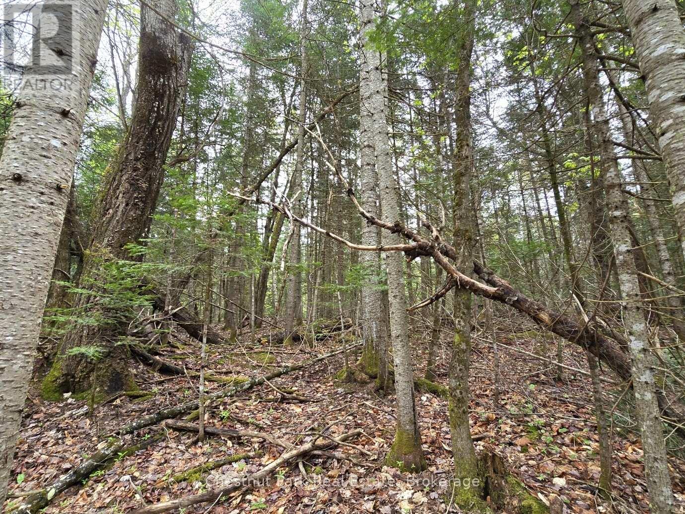 Part 4 Echo Ridge Road, Kearney, Ontario  P0A 1M0 - Photo 27 - X12156751