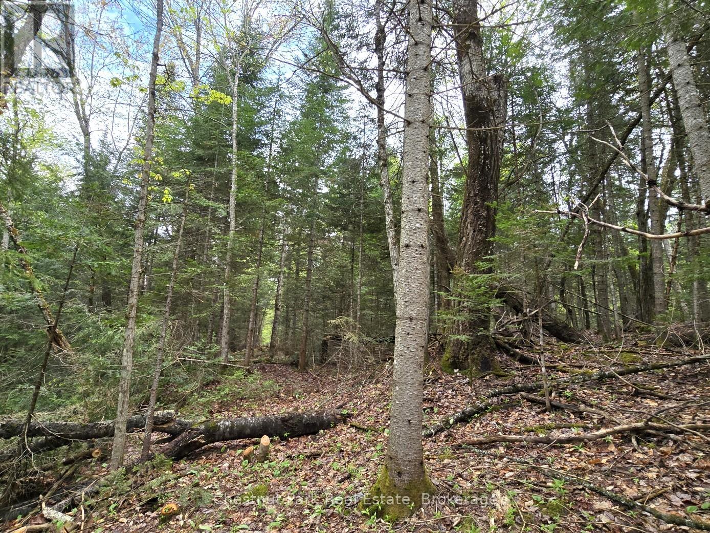 Part 4 Echo Ridge Road, Kearney, Ontario  P0A 1M0 - Photo 25 - X12156751