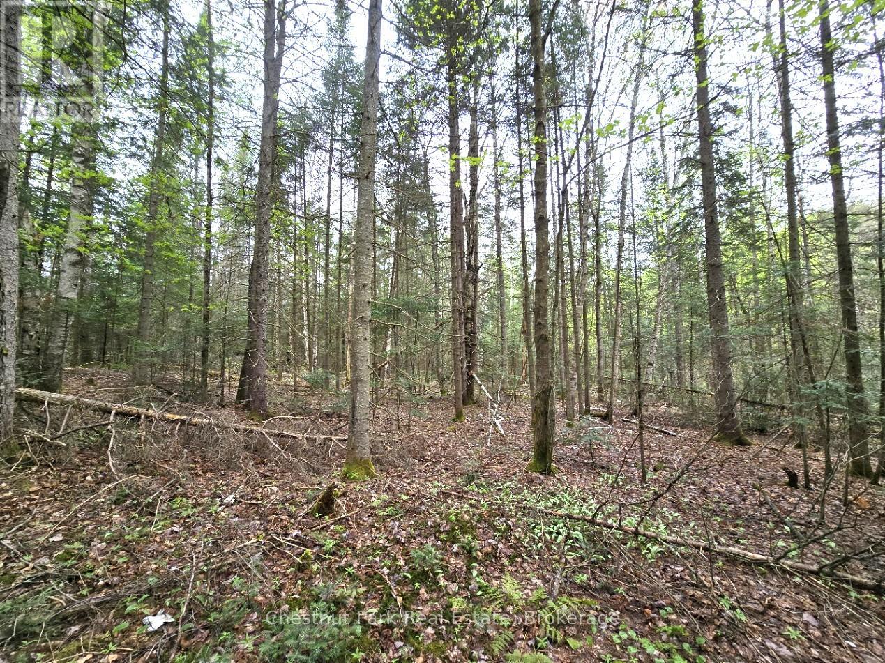 Part 4 Echo Ridge Road, Kearney, Ontario  P0A 1M0 - Photo 18 - X12156751