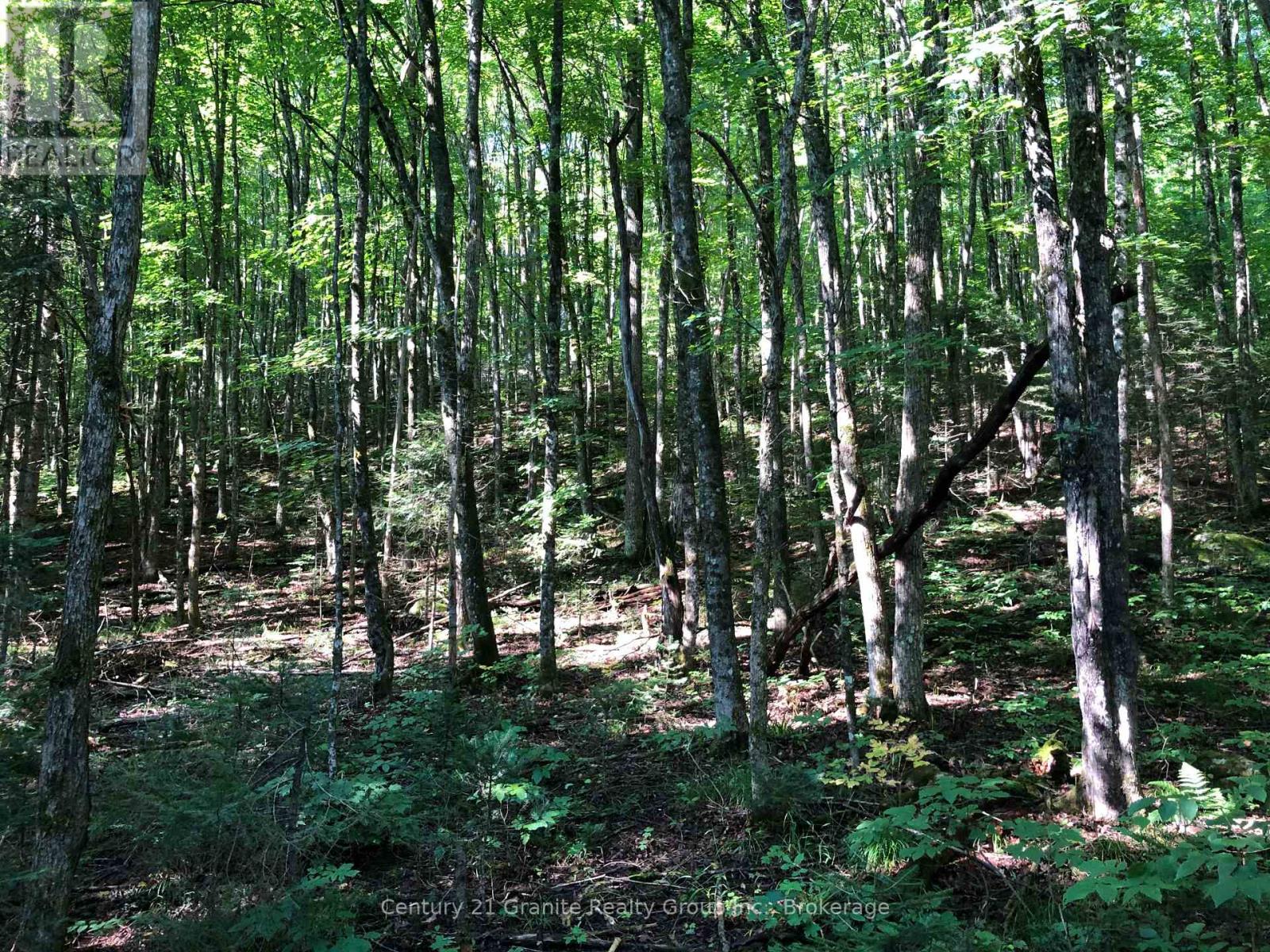 Lot 6-10 Moon Road, Dysart Et Al, Ontario  K0M 1S0 - Photo 6 - X12256112