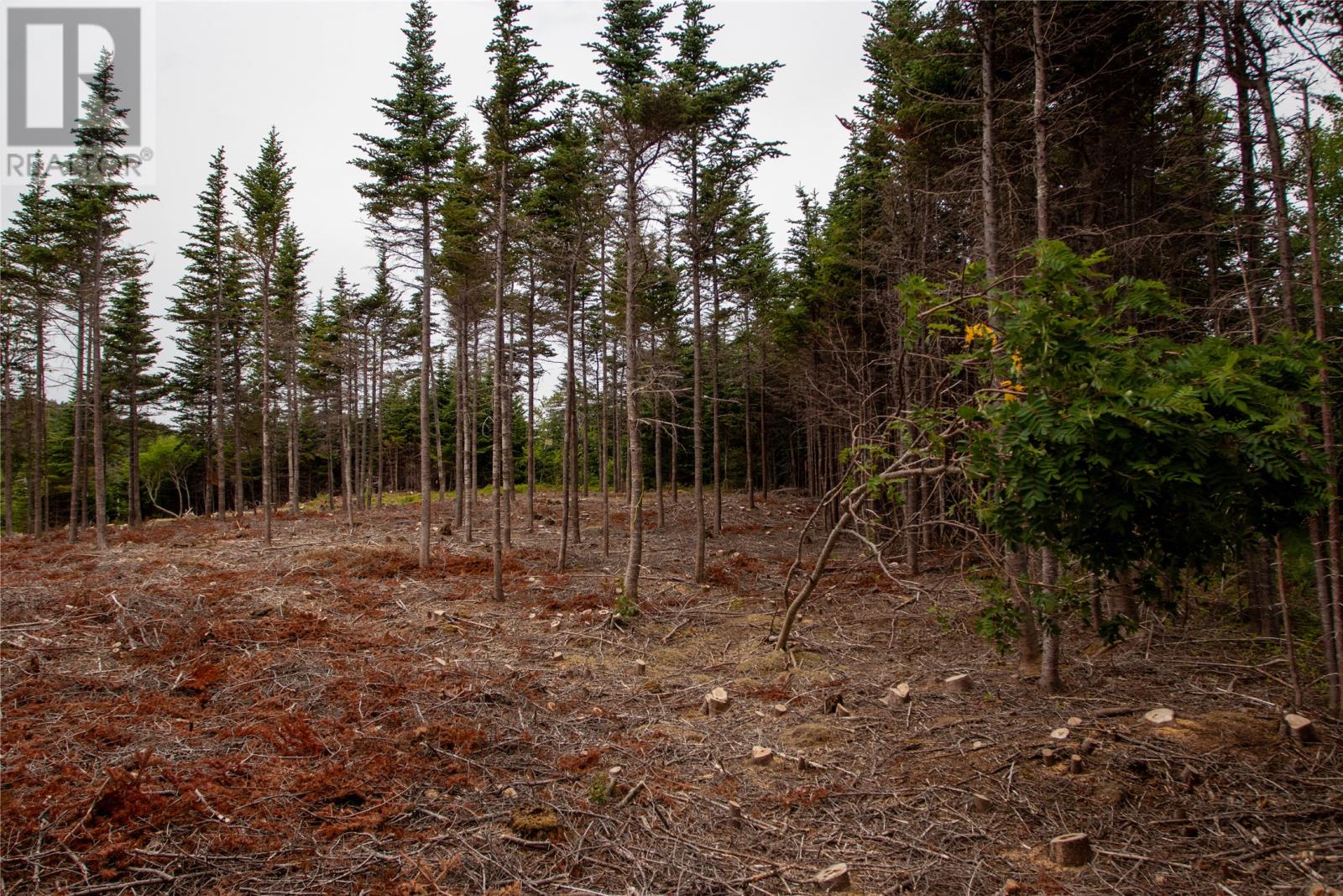 6 Birchy Place, Bonavista, Newfoundland & Labrador  A0C 1B0 - Photo 1 - 1287446