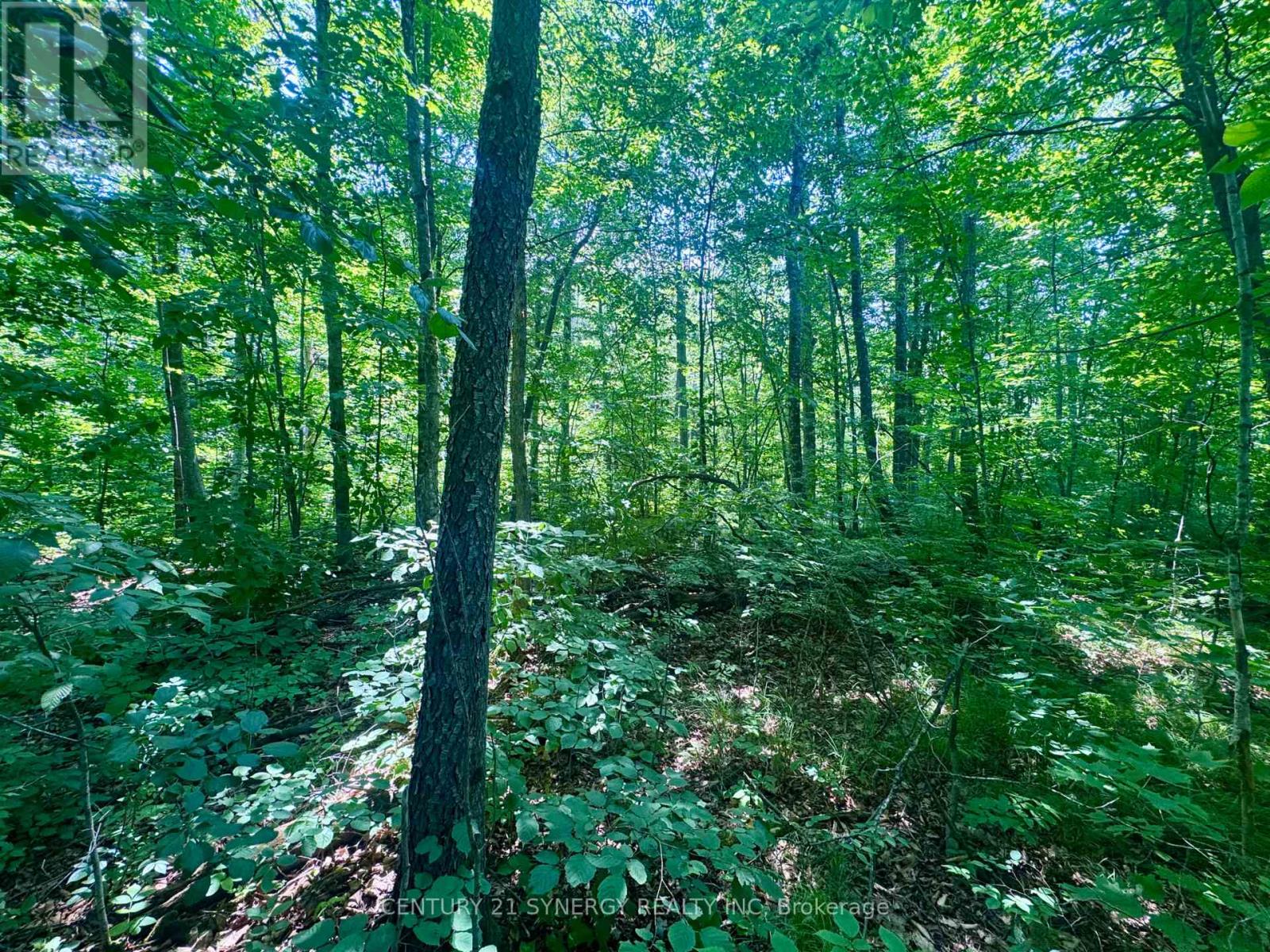 0 Riley Road, Elizabethtown-Kitley, Ontario  K0E 1Y0 - Photo 5 - X12267873