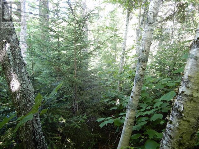 80 Acres Scotsburn Road, West Branch, Nova Scotia  B0K 1R0 - Photo 11 - 202501542