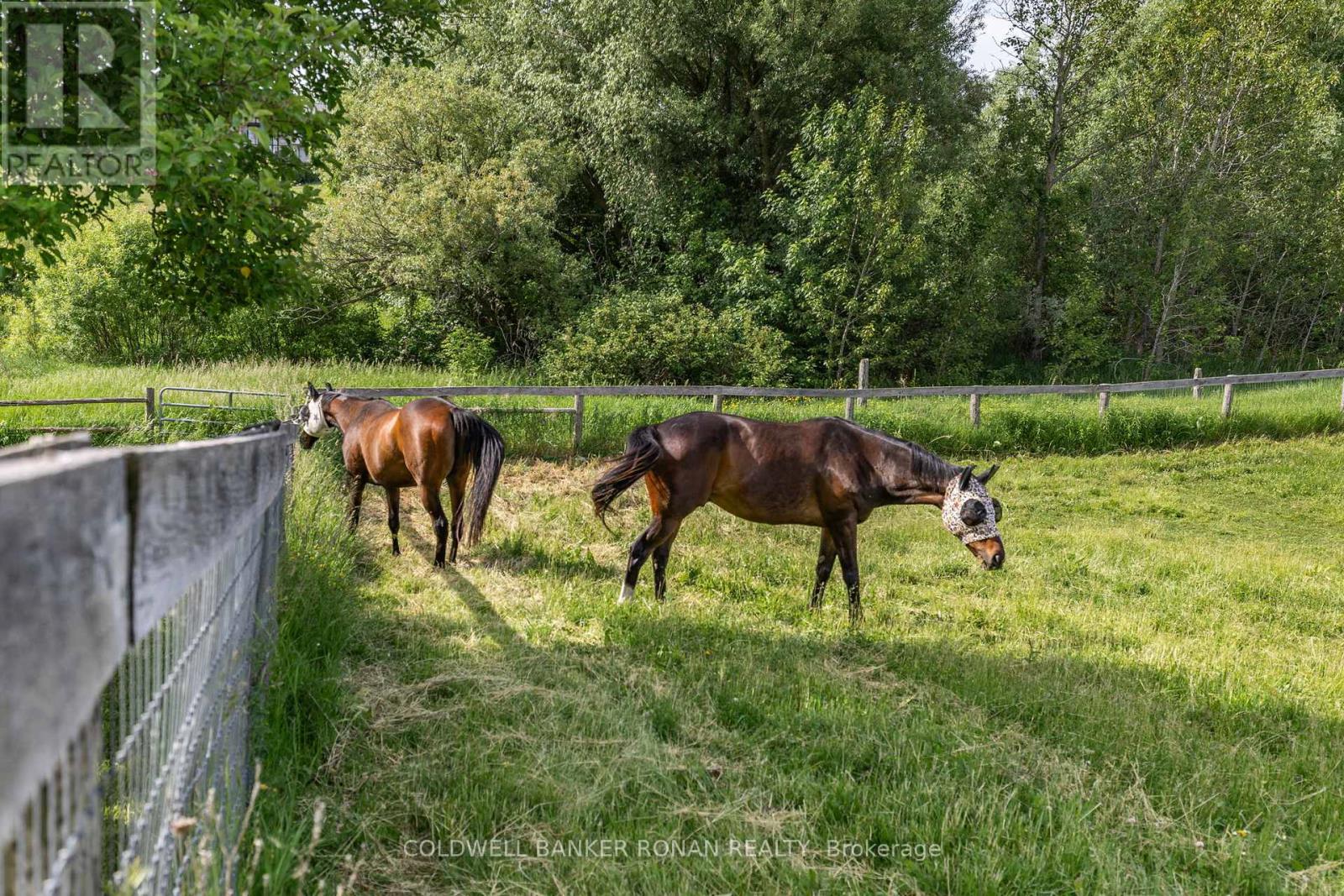 4582 Concession Road 5, Adjala-Tosorontio (Loretto), Ontario  L0G 1L0 - Photo 45 - N12271125