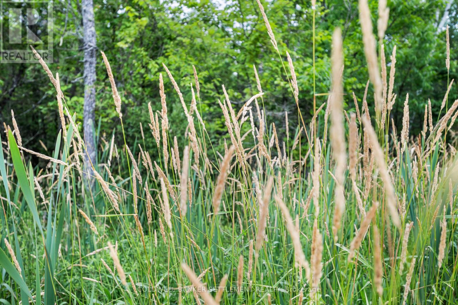 Pt 3 Herron Mills Road, Lanark Highlands, Ontario  K0G 1K0 - Photo 8 - X12274571