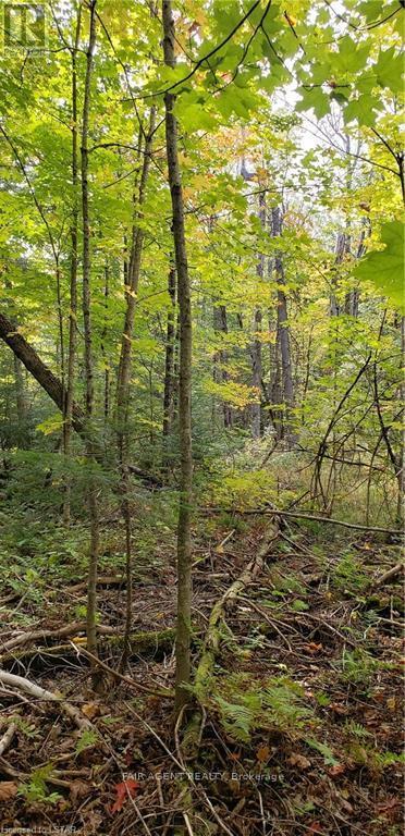 3339 Highway 534, Nipissing, Ontario  P0H 1W0 - Photo 2 - X12275431