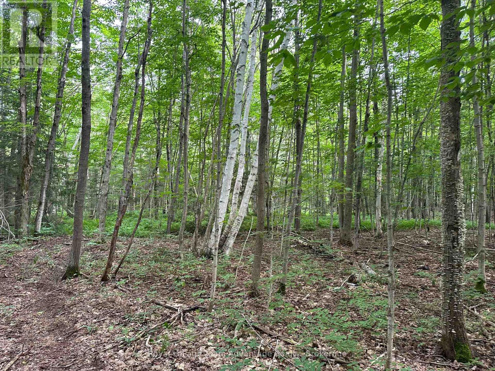54 Woods Road, Carling, Ontario  P0G 1G0 - Photo 4 - X12275958