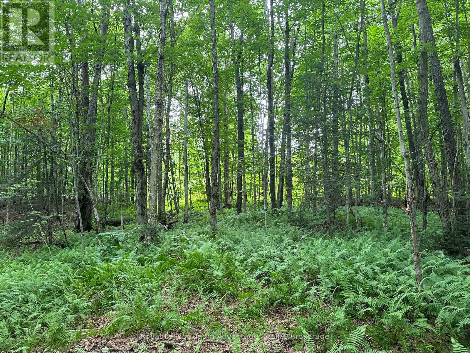 54 Woods Road, Carling, Ontario  P0G 1G0 - Photo 5 - X12275958
