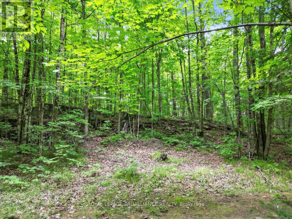 1151 Harlowe Road, North Frontenac, Ontario  K0H 2G0 - Photo 42 - X12276169