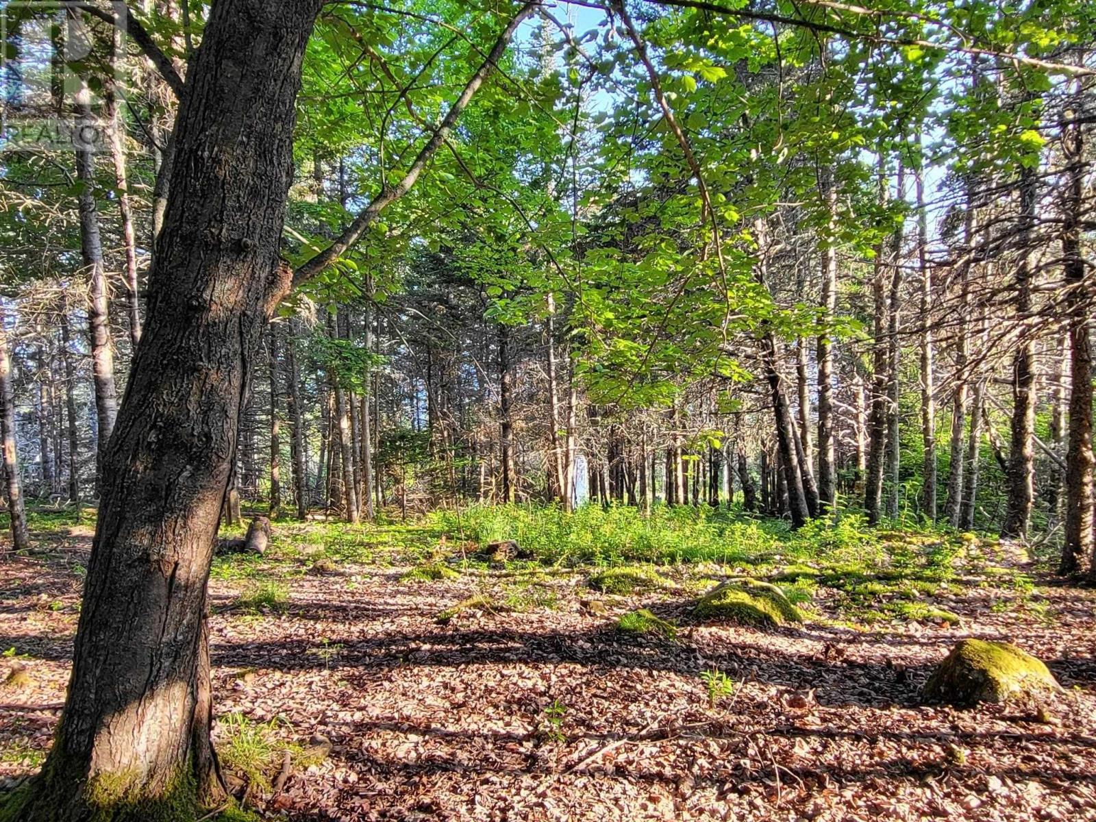 6989 Highway 16, Halfway Cove, Nova Scotia  B0H 1N0 - Photo 5 - 202509556