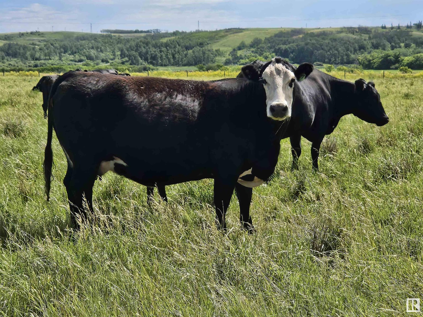 Ne-35-41-10-W4, Rural Flagstaff County, Alberta  T0B 1V0 - Photo 3 - E4447499
