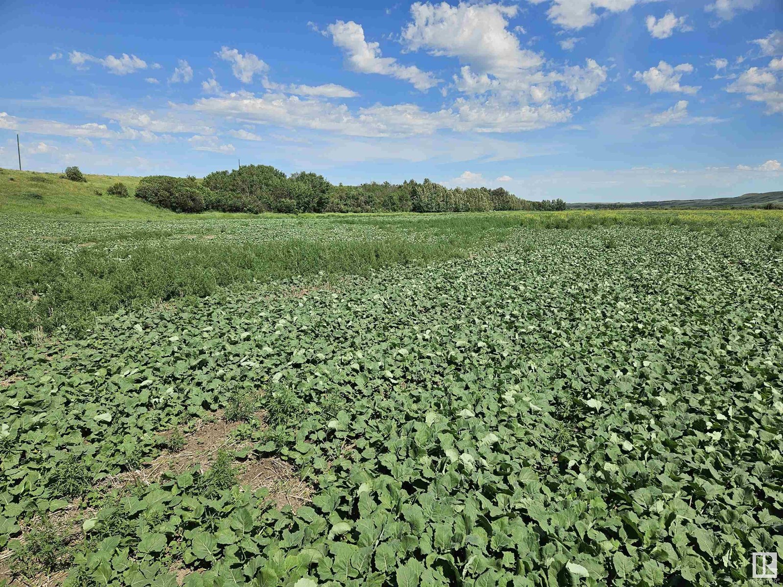 Nw-36-41-10-W4, Rural Flagstaff County, Alberta  T0B 1V0 - Photo 6 - E4447511