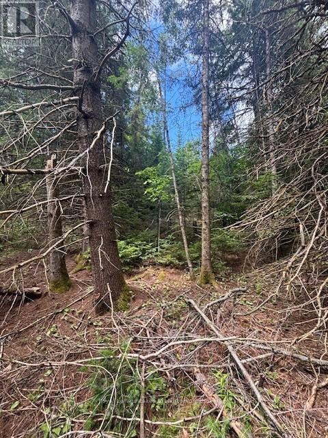 207 Dutch Line, Trent Lakes, Ontario  K0M 2A0 - Photo 4 - X12283125