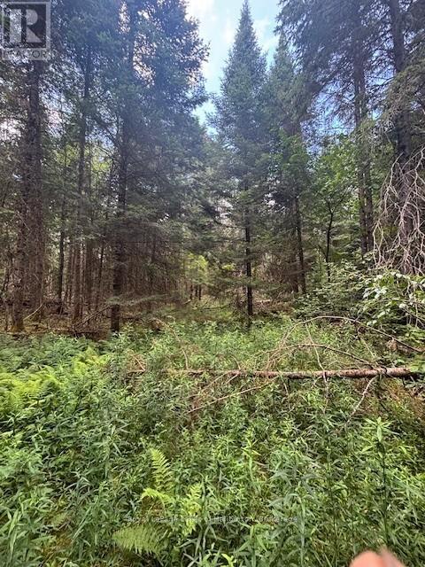 207 Dutch Line, Trent Lakes, Ontario  K0M 2A0 - Photo 6 - X12283125
