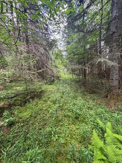 207 Dutch Line, Trent Lakes, Ontario  K0M 2A0 - Photo 7 - X12283125