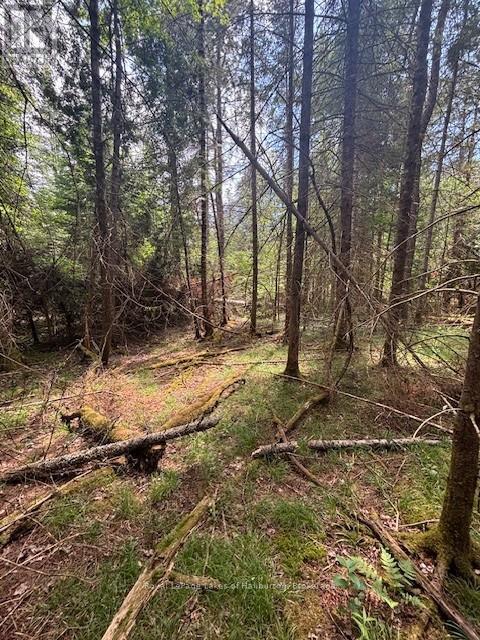 207 Dutch Line, Trent Lakes, Ontario  K0M 2A0 - Photo 8 - X12283125