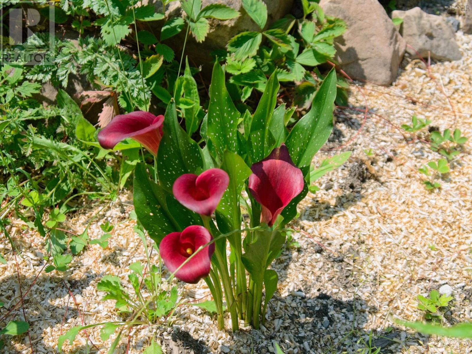 276 Linwood Harbour Road, East Tracadie, Nova Scotia  B0H 1P0 - Photo 38 - 202508540