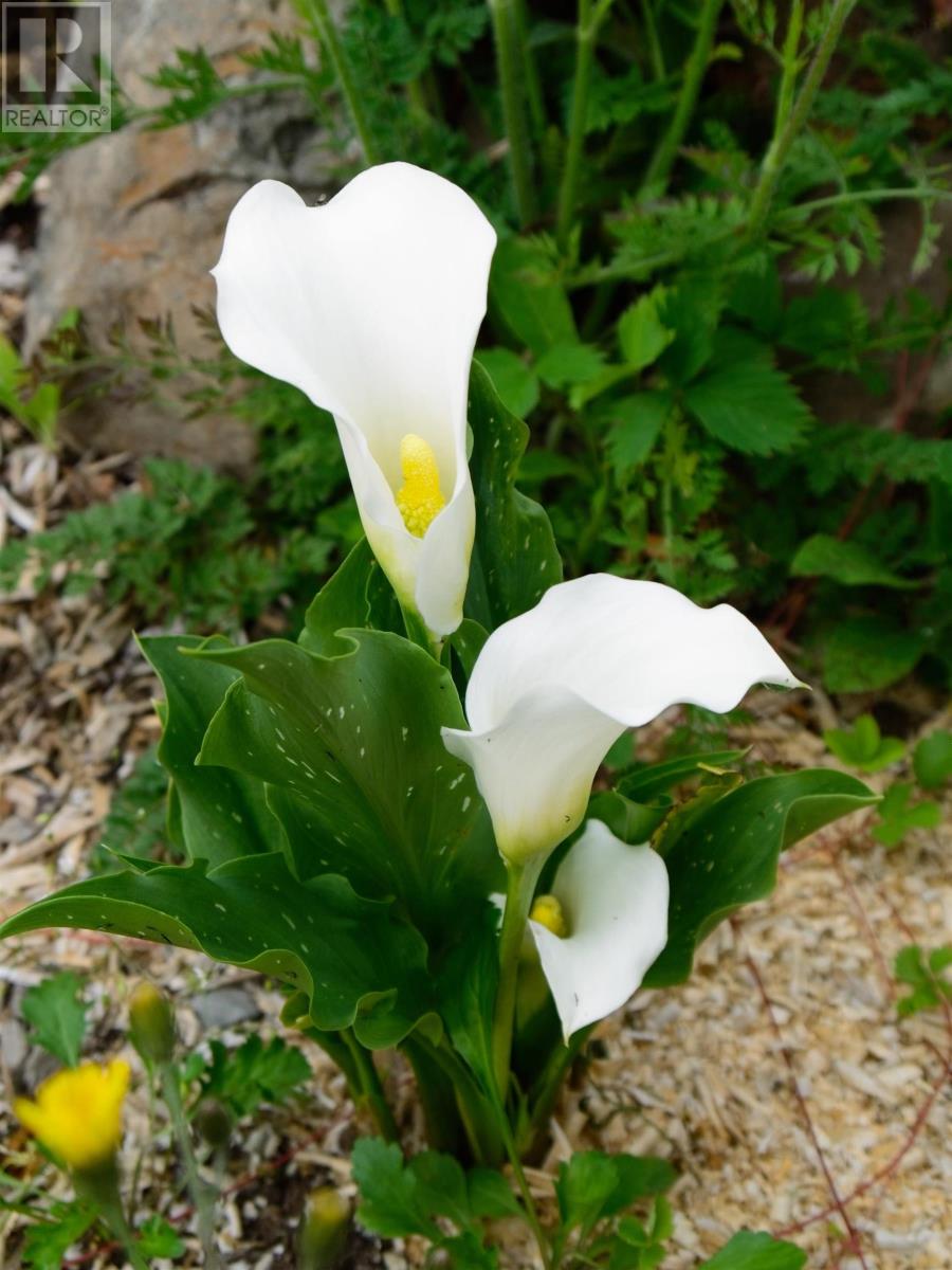 276 Linwood Harbour Road, East Tracadie, Nova Scotia  B0H 1P0 - Photo 46 - 202508540