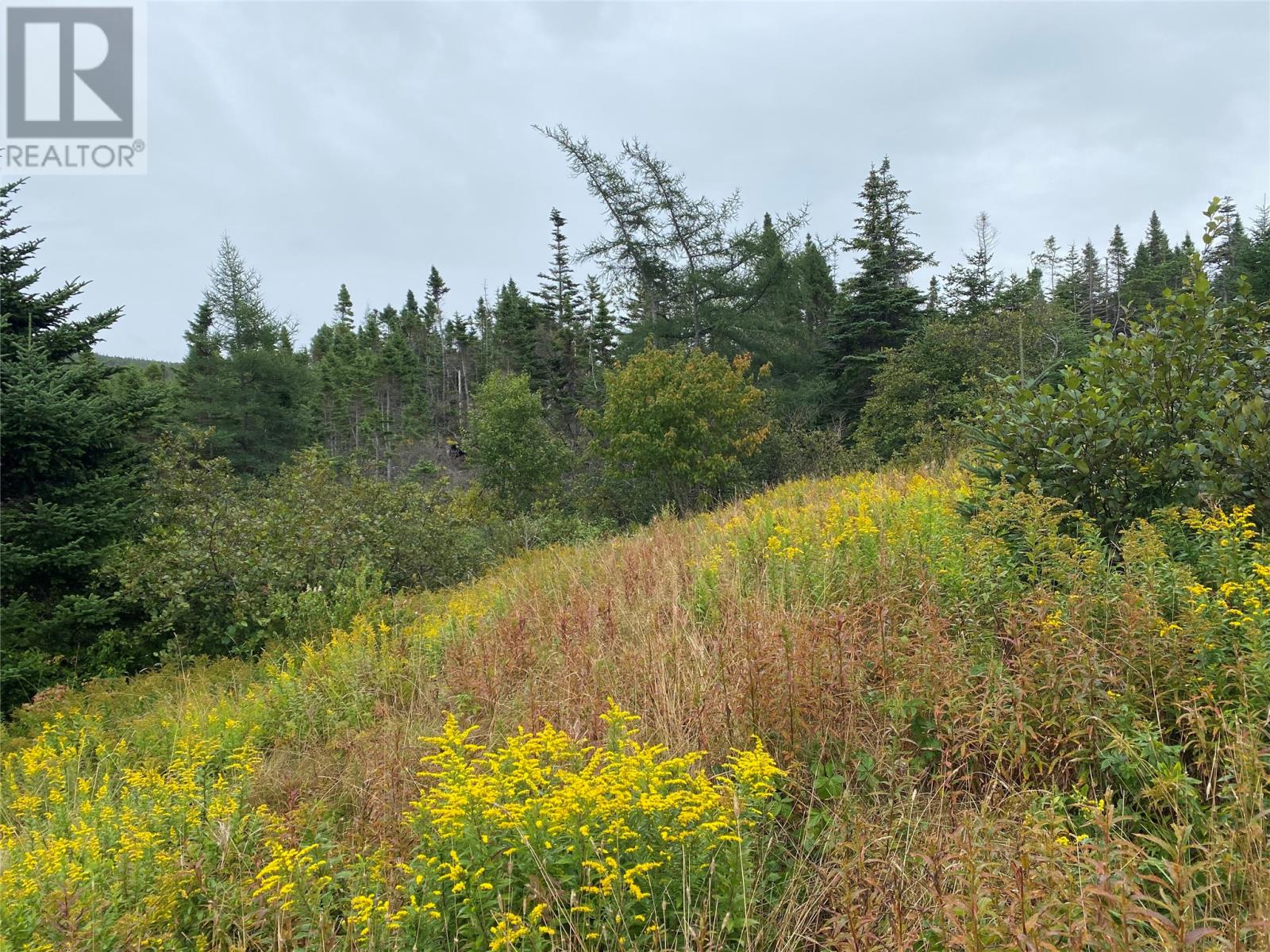 77-97 Country Road, Hearts Delight, Newfoundland & Labrador  A0B 2A0 - Photo 11 - 1287857