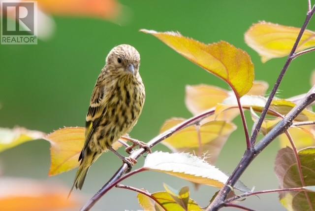 1270 Fox Tree Road, Lister, British Columbia  V0B 1G2 - Photo 43 - 10355862