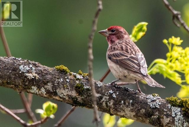 1270 Fox Tree Road, Lister, British Columbia  V0B 1G2 - Photo 44 - 10355862