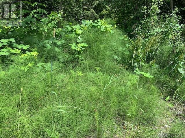 167 River Rd, Lake Cowichan, British Columbia  V0R 2G0 - Photo 3 - 1007542
