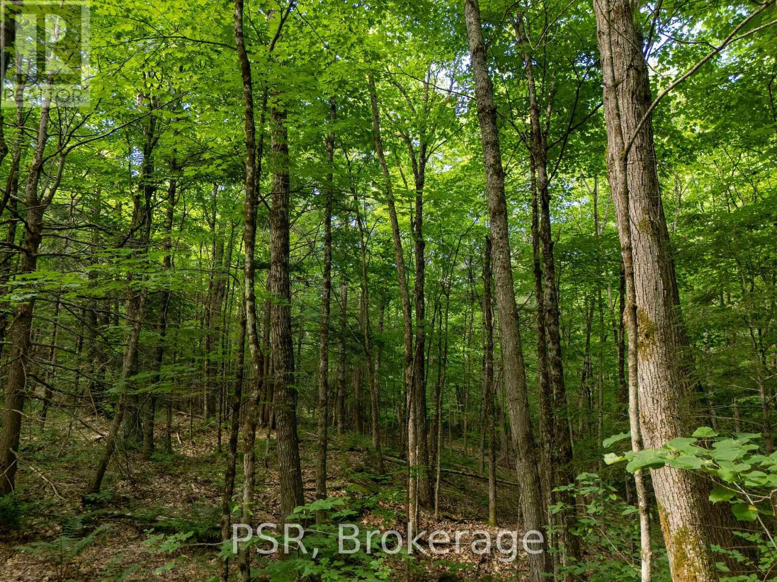 1465 Canning Road, Gravenhurst, Ontario  P0E 1N0 - Photo 16 - X12288581