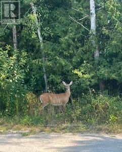 25 I Street, Cockburn Island, Ontario  P0P 1R0 - Photo 16 - X12289187