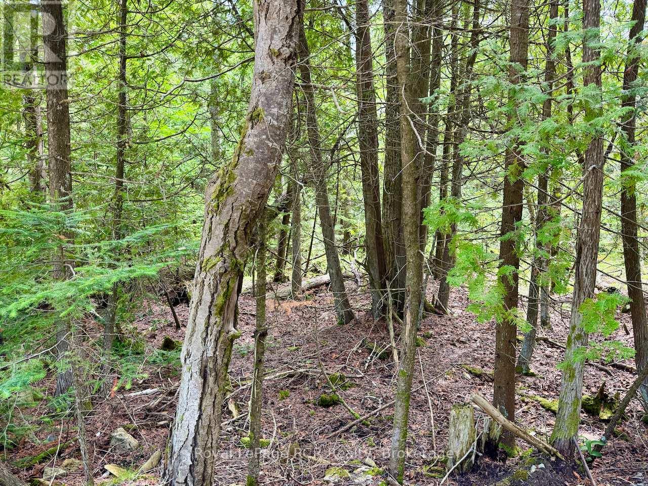 104 Little Pine Drive, Northern Bruce Peninsula, Ontario  N0H 1W0 - Photo 12 - X12292628