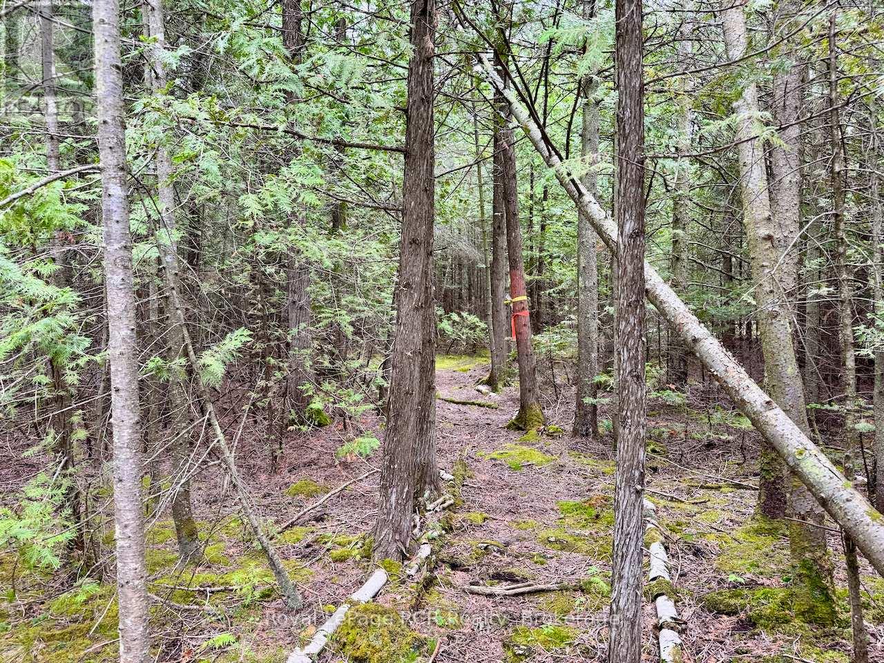 104 Little Pine Drive, Northern Bruce Peninsula, Ontario  N0H 1W0 - Photo 15 - X12292628